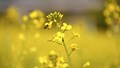 ICAR-DFR Pune Launches India’s First Pollinator Habitat Restoration Kit to Promote Biodiversity and Boost Crop Yields