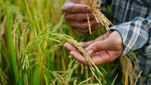 IRRI Launches four High-Yield Rice Varieties in DRC to Enhance Food Security and Farmer Incomes