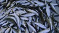 Marine Fish Production in India Rises Nearly 30% in Three Years: Govt