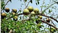 CISH Bael-2: A New Variety with High Pulp, Rich Nutrition, and Higher Profits