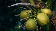 World Coconut Day 2025: Exploring Its History, Theme, and Why It's More Than Just a Fruit
