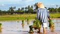 Kharif Sowing Area Rises by 27 Lakh Hectares to 1,105 Lakh Hectares