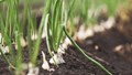 Over 8,000 Biostimulant Products Lose Registration; Only 146 Cleared Under FCO