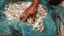 FAO Welcomes WTO Fisheries Subsidies Agreement to Curb Illegal Fishing, Promote Sustainability