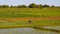 Kharif Sowing Crosses 1120 Lakh Ha; Rice & Cereals Rise, Oilseeds Fall
