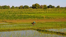 Kharif Sowing Crosses 1120 Lakh Ha; Rice & Cereals Rise, Oilseeds Fall