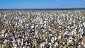 Ministry of Textiles Strengthens MSP Preparedness Ahead of Kharif Cotton Season 2025–26