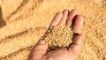 Cabinet Hikes MSP For Rabi Crops, Wheat at Rs 2,585, Safflower Gets Biggest Boost