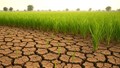 A Blueprint for Sustainable and Resilient Indian Agriculture