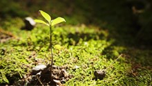 Govt Releases Rs 1.36 Crore for Biodiversity Conservation in Maharashtra, Uttar Pradesh Villages