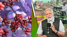 PM Modi Praises Koraput Coffee, Calls It the Pride of Odisha in ‘Mann Ki Baat’