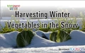 Harvesting Winter Vegetables in the Snow