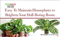 Easy To Maintain Houseplants to Brighten Your Dull-Boring Room