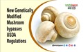 New Genetically Modified Mushroom bypasses USDA Regulations