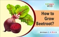 How to Grow Beetroot at Home?