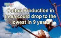 Cotton Production in India could drop to the lowest in 9 years