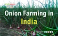 Onion Farming in India