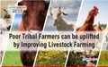 Poor Tribal Farmers can be uplifted by Improving Livestock Farming