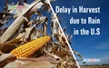 Delay in Harvest due to Rain in the U.S