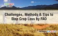 Challenges, Methods & Tips to Stop Crop Loss by FAO