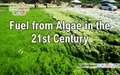 Fuel from Algae in the 21st Century