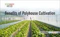 What are the Benefits of Polyhouse Cultivation