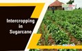 Intercropping in Sugarcane
