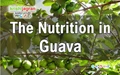 The Nutrition in Guava