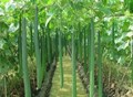 IIHR developed Two Ridge Gourd Variety