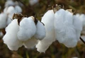 Cotton acreage likely to increase in North