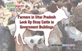 Farmers in Uttar Pradesh Lock Up Stray Cattle in Government Buildings
