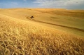 Scientists discover molecule to boost wheat yield