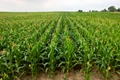 GM Corn could stop a deadly fungus - AFLATOXIN