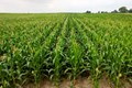 GM Corn could stop a deadly fungus - AFLATOXIN
