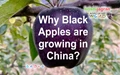 Why Black Apples are growing in China?