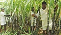UP Cane Farmers earn additional Rs 5,568 crore in 2016-17