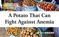 A Potato That Can Fight Against Anemia