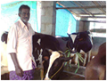 Scientific cattle rearing can Change the Life Style