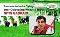 Farmers in India Dying after Cultivating Wheat & Rice: Nitin Gadkari