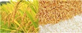 NIPGR develops G M rice that can reduce phosphorus usage