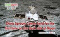 China Sprouts Cotton Seed for the first time on the dark side of Moon