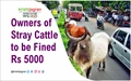 Owners of Stray Cattle to be Fined Rs 5000