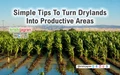 How to Turn Drylands into Productive Areas?