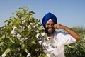 Cotton cultivation increases by 50% in Punjab