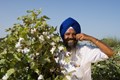 Cotton cultivation increases by 50% in Punjab