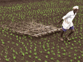 Cabinet Extends Interest Subsidy on Short Term Crop Loan for one year