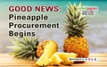 Pineapple Procurement Started By Horticultural Corporation