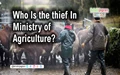 Who Is Stealing Cattles in Ministry of Agriculture?