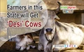 Government to Distribute ‘Desi’ Cows to Farmers in Maharashtra