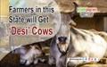 Government to Distribute ‘Desi’ Cows to Farmers in Maharashtra